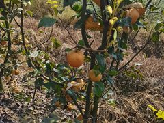 -金谷域澳洲庄园