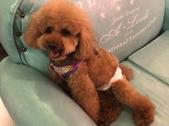 -百好乐宠物友好餐厅(朝外大街店)