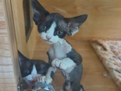 -山宅一喵德文卷毛猫舍