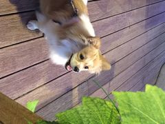 iphone_upload_pic-Paulaner·德国帕拉娜自酿啤酒餐厅(海上世界店)