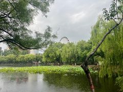 -青城公园
