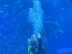 -海合安成都极地海洋公园