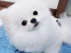 -PETKIT小佩宠物(昭化店)