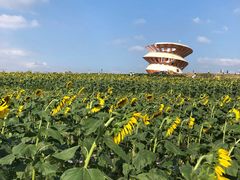 -光明小镇欢乐田园
