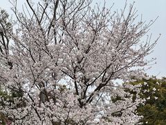 -西京湾花海