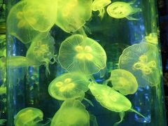 -梦幻海洋王国(吾悦广场张家港店)