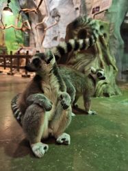 -Zoolung Zoolung动物主题公园(海信广场店)