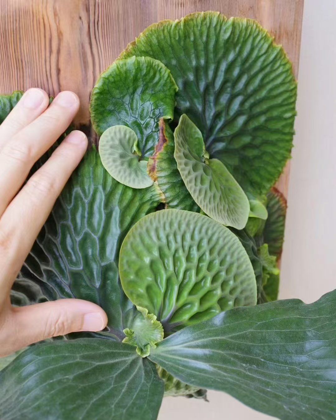 马达加斯加猴脑鹿角蕨.这凹凸的纹理真的太好看