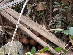 -上海佘山国家森林公园天马山园