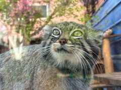 -青藏高原野生动物园