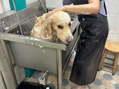-乐琪宠物医院·犬猫专科·骨外科·急重症