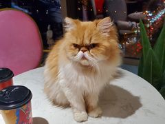 -这儿没有猫·猫咖萌宠馆·撸猫