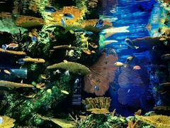 -上海海洋水族馆