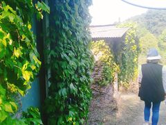 -铁山坪森林公园