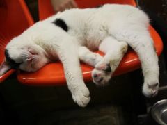 -猫咪博物馆(顶澳仔猫街店)