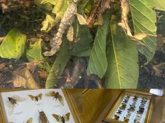-上海大自然野生昆虫馆(东方明珠·爬宠昆虫探索中心)