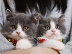 -lincat·猫舍(广州店)