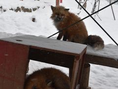 -宫城藏王狐狸村