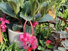 -北京植物园-展览温室