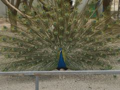 -哈密回王府景区