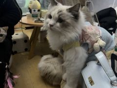 -Meowの猫咖(万家丽店)