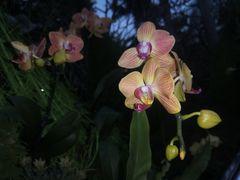 -深圳国际园林花卉博览园