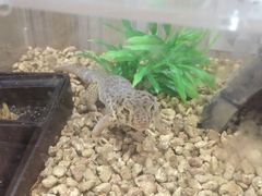 -Rabbit Cafe私房西餐甜点咖啡(栖霞路店)