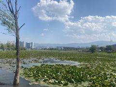 -洱海月湿地公园