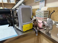 -瑞派名望24h动物医院异宠专科·猫专科·骨科·重症监护分院