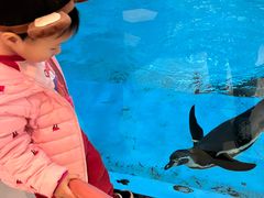 -帝企鹅自助餐厅•儿童岛•真企鹅(长隆企鹅酒店)