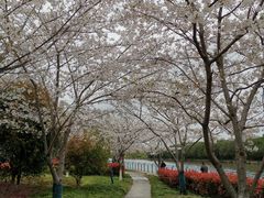 -高东镇樱花园