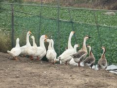 -美家乐农庄·露营·团建(大治路店)