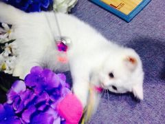 iphone_upload_pic-喵的天空名猫咖啡馆·撸猫·猫舍·用品