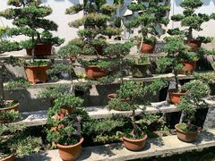 -黄海国家森林公园