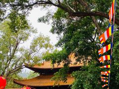 -深圳仙湖植物园