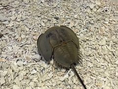 -青岛嘉年华主题乐园