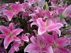 -玫瑰之约(花之语鲜花店)