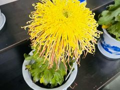 -杭州植物园