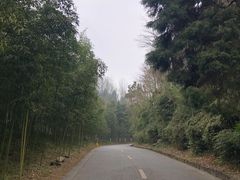 -都江堰中华大熊猫苑