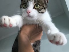 -瑞鹏宠物医院·骨科·猫科·内科(第一中心)