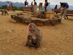 -岚山猴子公园