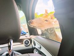 -常州淹城野生动物世界