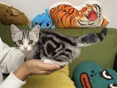 -飞行喵MR PILOT|猫舍·猫咖(静安大融城店)