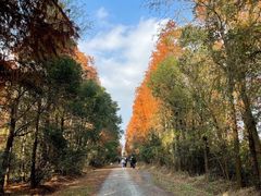 -上海海湾国家森林公园