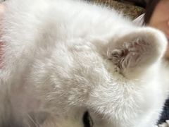 -美联众合爱康动物医院•复杂内科•肿瘤科•牙科•腔镜诊疗中心