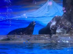 -海合安青岛极地海洋公园