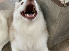 -TrueLove @ Neverland (Husky Cafe)