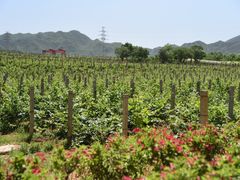 -北京张裕爱斐堡酒庄