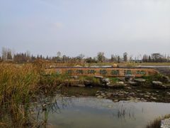 -泗洪洪泽湖湿地景区