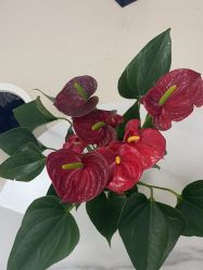 -薇兰专业脱毛连锁机构